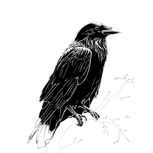 Norse Raven Logo V4 Vinyl Car Decal Sticker – Waterproof & UV-Resistant 6.826666666666667"