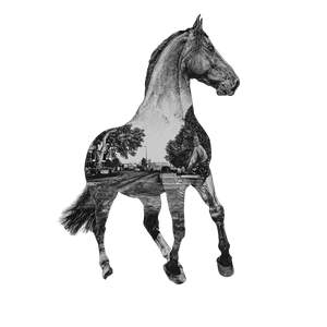 Elegant Horse V2 Vinyl Car Decal Sticker – Waterproof & UV-Resistant 3.4133333333333336"