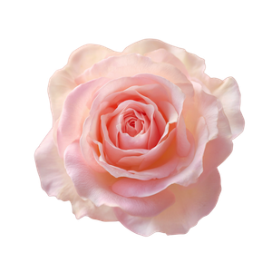 Elegant Rose Art Vinyl Car Decal Sticker – Waterproof & UV-Resistant 3.4133333333333336"