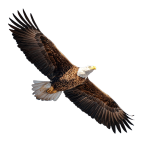 Eagle In Flight V14 Vinyl Car Decal Sticker – Waterproof & UV-Resistant 3.4133333333333336"