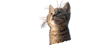 Kitten In Balloon V2 Vinyl Car Decal Sticker – Waterproof & UV-Resistant 2.72"