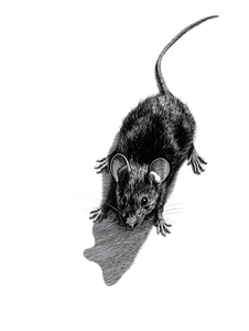 Mouse Pen Drawing V3 Vinyl Car Decal Sticker – Waterproof & UV-Resistant 8.213333333333333"