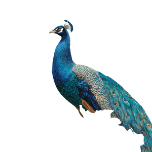 Blue Peacock Illustration V2 Vinyl Car Decal Sticker – Waterproof & UV-Resistant 3.4133333333333336"