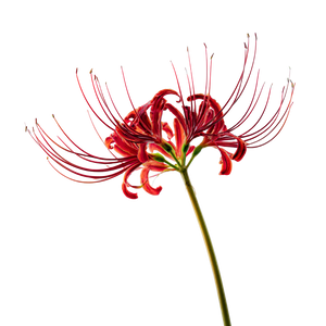 Red Spider Lily V12 Vinyl Car Decal Sticker – Waterproof & UV-Resistant 6.826666666666667"