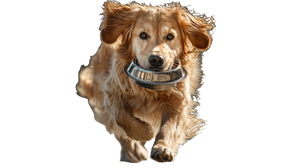 Golden Retriever With Bowl V2 Vinyl Car Decal Sticker – Waterproof & UV-Resistant 5.4