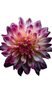 Blooming Flower V5 Vinyl Car Decal Sticker – Waterproof & UV-Resistant 4.8533333333333335"
