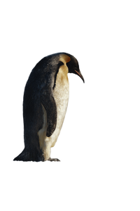 Emperor Penguin Portrait V6 Vinyl Car Decal Sticker – Waterproof & UV-Resistant 8.96"