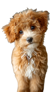 Cute Poodle Puppy V4 Vinyl Car Decal Sticker – Waterproof & UV-Resistant 4.8533333333333335"