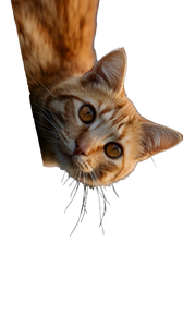 Minimalist Cat V5 Vinyl Car Decal Sticker – Waterproof & UV-Resistant 4.8533333333333335"