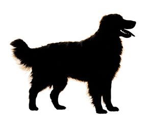 Golden Retriever Silhouette V3 Vinyl Car Decal Sticker – Waterproof & UV-Resistant 6.613333333333333"
