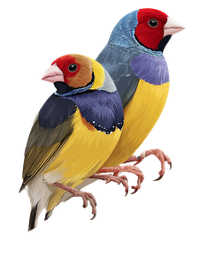 Gouldian Finches Vector Vinyl Car Decal Sticker – Waterproof & UV-Resistant 8.213333333333333"