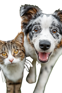 Pets Playing V4 Vinyl Car Decal Sticker – Waterproof & UV-Resistant 8.96"