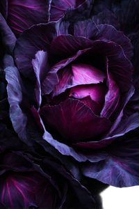 Red Cabbage Close-Up V2 Vinyl Car Decal Sticker – Waterproof & UV-Resistant 4.4