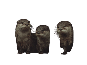 Caged Otters Vinyl Car Decal Sticker – Waterproof & UV-Resistant 3.0933333333333333"