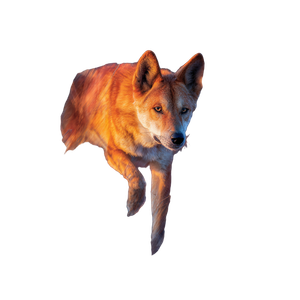 Impressionist Dingo Portrait Vinyl Car Decal Sticker – Waterproof & UV-Resistant 3.4133333333333336"