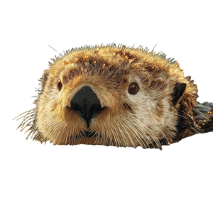 Glittering Sea Otter Vinyl Car Decal Sticker – Waterproof & UV-Resistant 3.4133333333333336"
