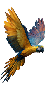 Colorful Flying Parrot Vinyl Car Decal Sticker – Waterproof & UV-Resistant 4.8533333333333335"