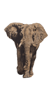 Elephant V13 Vinyl Car Decal Sticker – Waterproof & UV-Resistant 9.706666666666667"