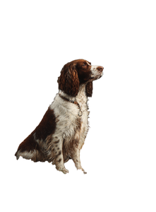 Springer Spaniel Highlands Vinyl Car Decal Sticker – Waterproof & UV-Resistant 8.533333333333333"