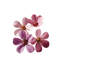 Pink Purple Flowers V2 Vinyl Car Decal Sticker – Waterproof & UV-Resistant 6.1866666666666665"