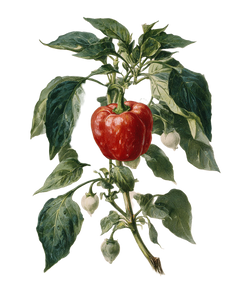 Red Bell Pepper V3 Vinyl Car Decal Sticker – Waterproof & UV-Resistant 4.0"