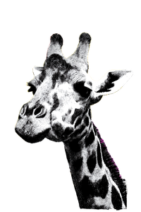 Graphic Giraffe Collage Vinyl Car Decal Sticker – Waterproof & UV-Resistant 8.96"