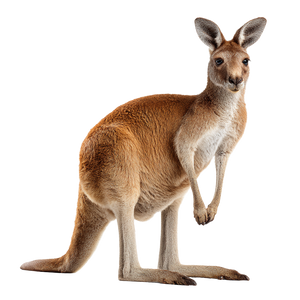 Realistic Kangaroo Profile Vinyl Car Decal Sticker – Waterproof & UV-Resistant 3.4133333333333336"