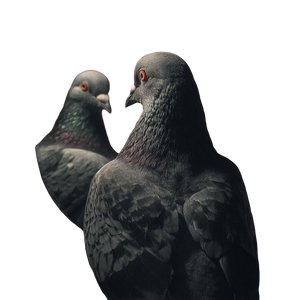 Majestic Devil Pigeon Vinyl Car Decal Sticker – Waterproof & UV-Resistant 3.4133333333333336"