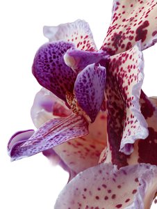 Spotted Orchid Close-Up Vinyl Car Decal Sticker – Waterproof & UV-Resistant 8.213333333333333"