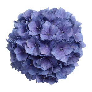 Blue-Purple Hydrangea Blossom Vinyl Car Decal Sticker – Waterproof & UV-Resistant 3.4133333333333336"