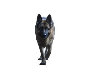 Moonlit German Shepherd Vinyl Car Decal Sticker – Waterproof & UV-Resistant 6.1866666666666665"