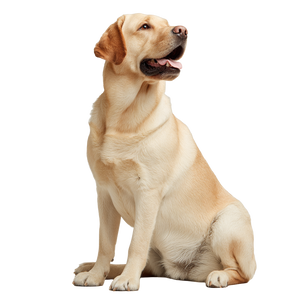 Healthy Labrador Sitting Vinyl Car Decal Sticker – Waterproof & UV-Resistant 3.4133333333333336"