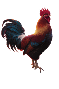 Majestic Rooster Perched Vinyl Car Decal Sticker – Waterproof & UV-Resistant 4.4