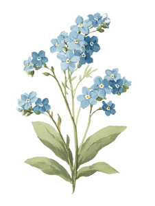 Forget Me Nots V2 Vinyl Car Decal Sticker – Waterproof & UV-Resistant 8.213333333333333"