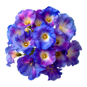 Morning Glory Bouquet Vinyl Car Decal Sticker – Waterproof & UV-Resistant 6.826666666666667"