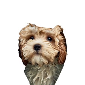 Wet Cavapoo Puppy Vinyl Car Decal Sticker – Waterproof & UV-Resistant 6.826666666666667"