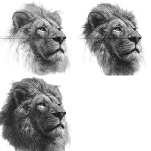 Lion Head Right Vinyl Car Decal Sticker – Waterproof & UV-Resistant 3.4133333333333336"
