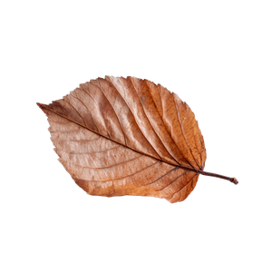 Brown Leaf Vinyl Car Decal Sticker – Waterproof & UV-Resistant 3.4133333333333336"