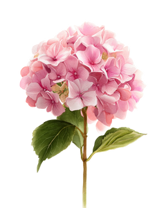 Vintage Pink Hydrangea Vinyl Car Decal Sticker – Waterproof & UV-Resistant 4.0"