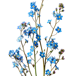 Forget-Me-Not Flowers V3 Vinyl Car Decal Sticker – Waterproof & UV-Resistant 3.4133333333333336"