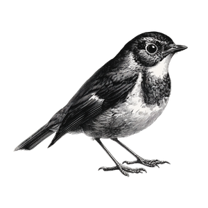 Vintage European Robin Vinyl Car Decal Sticker – Waterproof & UV-Resistant 3.4133333333333336"