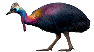 Colorful Cassowary Bird Vinyl Car Decal Sticker – Waterproof & UV-Resistant 5.4