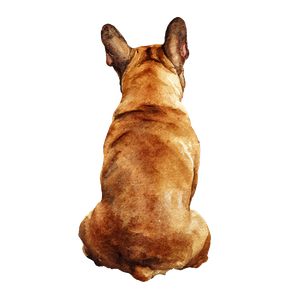 Brown French Bulldog V2 Vinyl Car Decal Sticker – Waterproof & UV-Resistant 6.826666666666667"