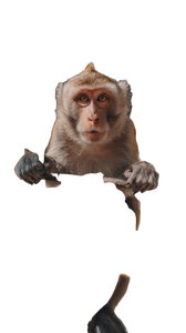 Offering Banana To Monkey Vinyl Car Decal Sticker – Waterproof & UV-Resistant 9.706666666666667"