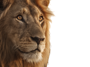 Lion Portrait Close-Up V2 Vinyl Car Decal Sticker – Waterproof & UV-Resistant 6.1866666666666665"