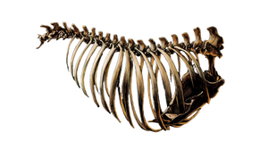 Beast Ribcage Vinyl Car Decal Sticker – Waterproof & UV-Resistant 2.72"