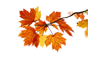 Maple Leaves Close-Up Vinyl Car Decal Sticker – Waterproof & UV-Resistant 2.986666666666667"