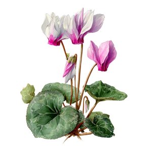 Cyclamen Botanical Illustration Vinyl Car Decal Sticker – Waterproof & UV-Resistant 3.4133333333333336"