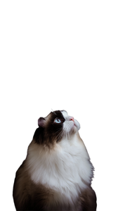 Ragdoll Cat V16 Vinyl Car Decal Sticker – Waterproof & UV-Resistant 9.706666666666667"