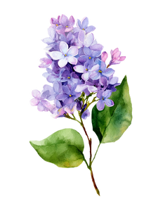 Elegant Lilac Flower Vinyl Car Decal Sticker – Waterproof & UV-Resistant 4.16"